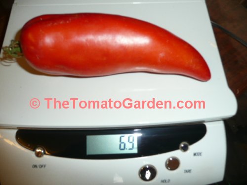 Large Raste Tomato