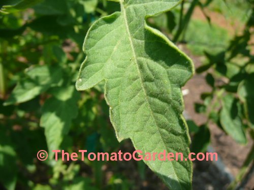 Large Red Cherry Tomato Leaf
