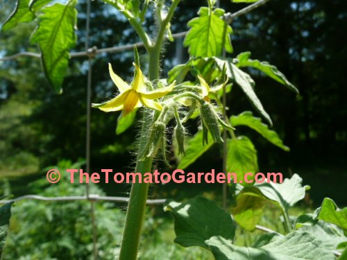 Large Red Tomato Bloom