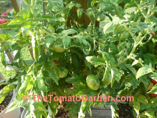 Livingston's Dwarf Stone tomato plant