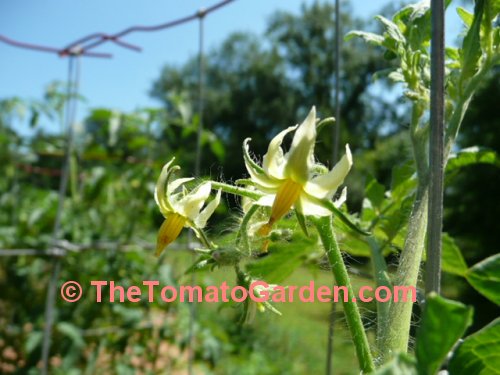 Livingston's  Honor Bright Tomato Bloom