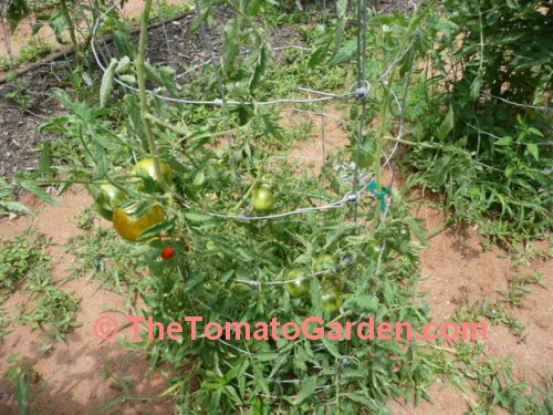 Livingston's Ideal Tomato Plant