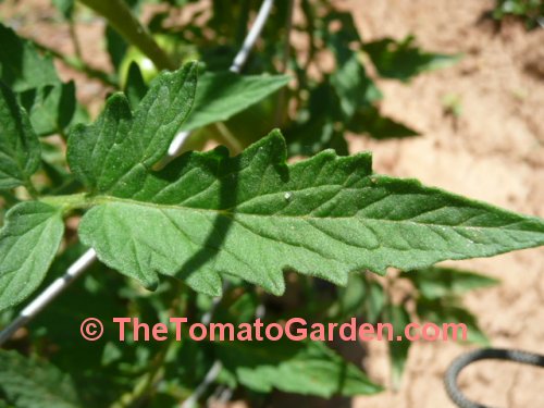 Livingston's Ideal Tomato Leaf