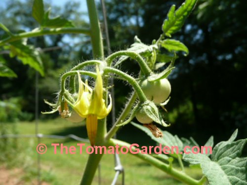 Livingston's Ideal Tomato Bloom