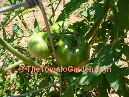 Livingston's Ideal Tomato