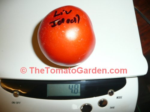 Livingston's Ideal Tomato