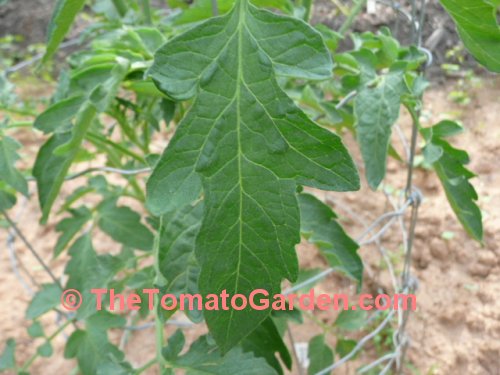 Livingston's Stone tomato leaf