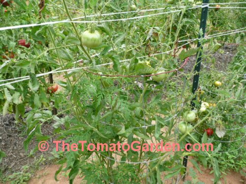 Mrs Maxwells Big Italian tomato plant
