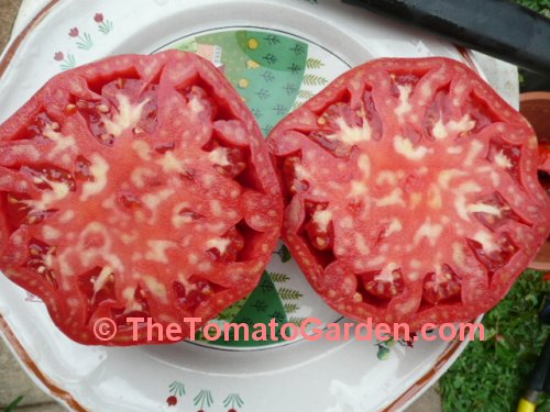 Mrs Maxwells Big Italian tomato