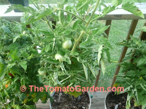 New Big Dwarf tomato plant