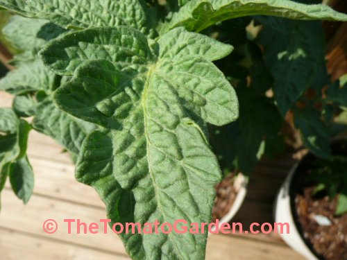 New Big Dwarf tomato leaf