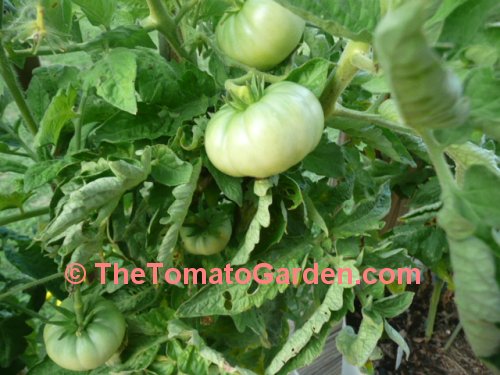New Big Dwarf tomato