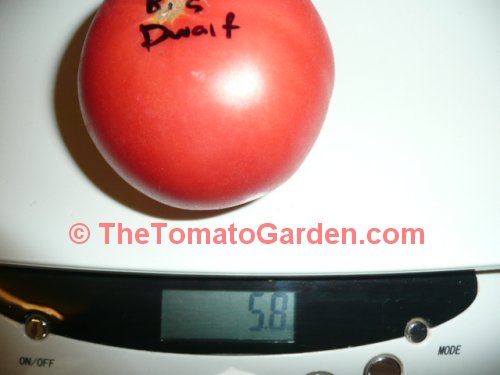 New Big Dwarf tomato