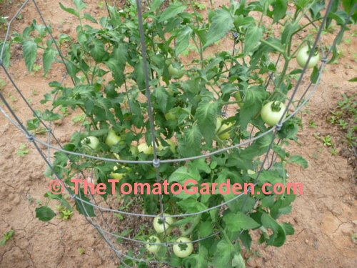 Primo Red Tomato Plant