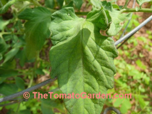 Primo Red Tomato Leaf
