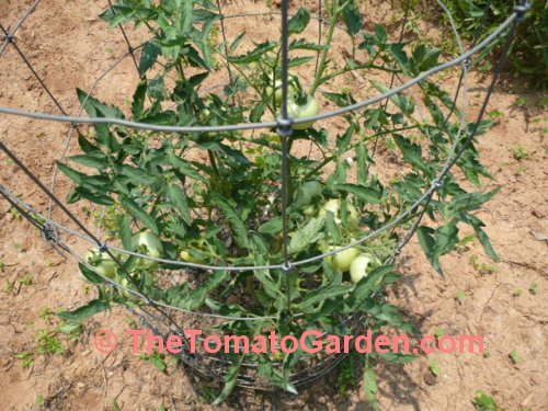 Red Defender tomato plant