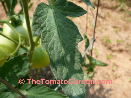 Red Defender tomato leaf