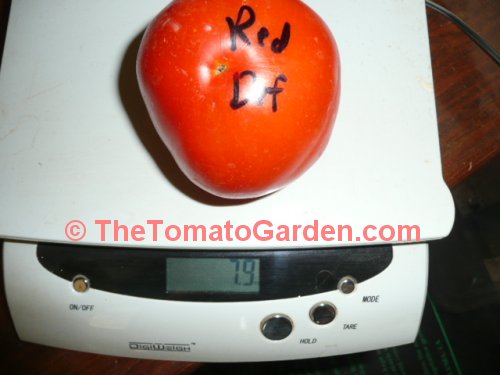 Red Defender tomato
