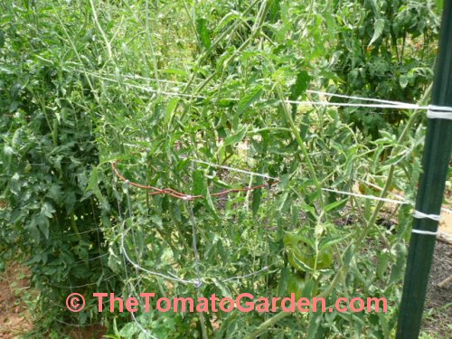Rostova tomato plant