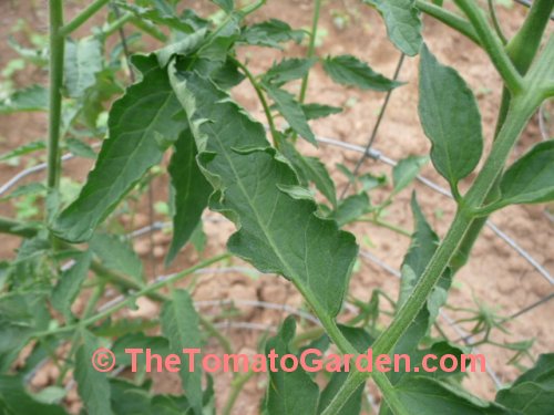 Rostova tomato leaf