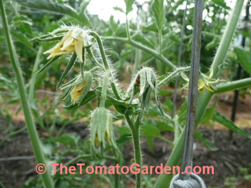 Rostova tomato bloom