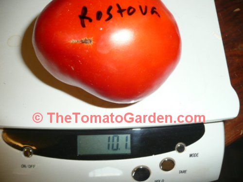 Rostova tomato
