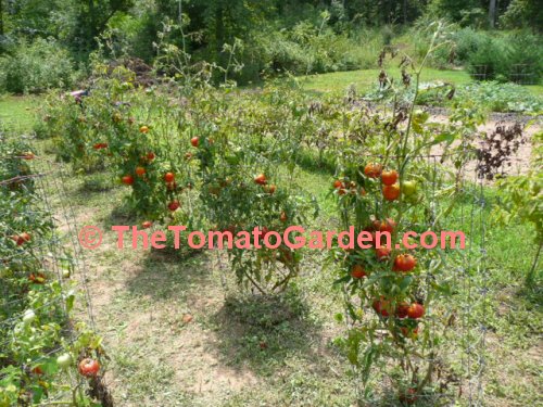 Sophya Tomato Plant