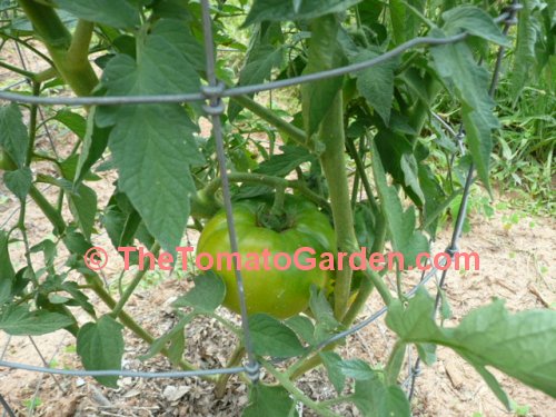 Sophya Tomato Leaf
