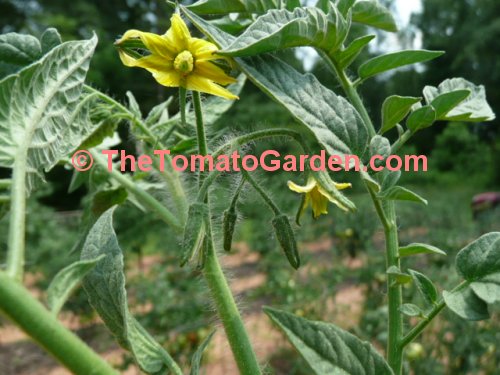 Sophya Tomato Bloom