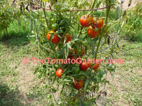Sophya Tomato