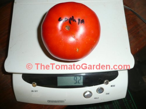 Sophya Tomato