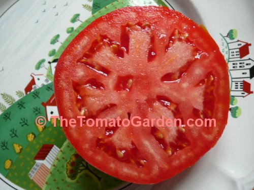 Sophya Tomato