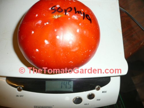 Sophya Tomato