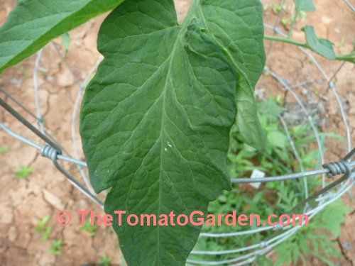 Stump Of The World tomato leaf