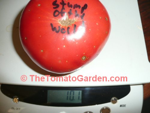 Stump Of The World tomato