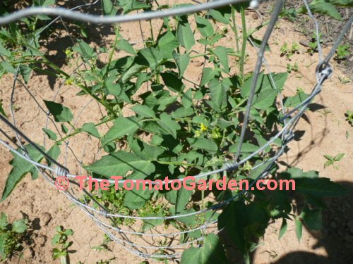 Stupice Tomato Plant