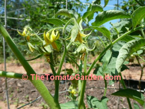 Stupice Tomato Bloom