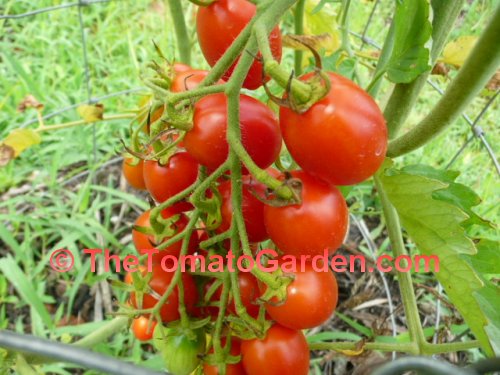 Sugar Plum Tomato