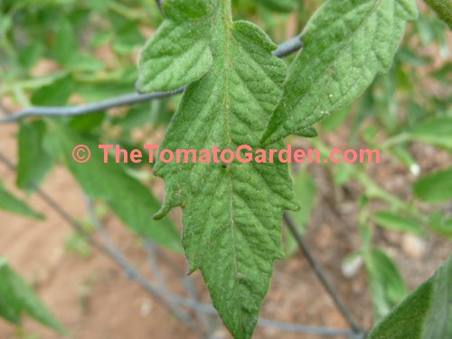 Summer Sunrise Tomato Leaf