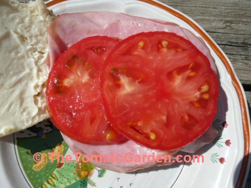 Summer Sunrise Tomato