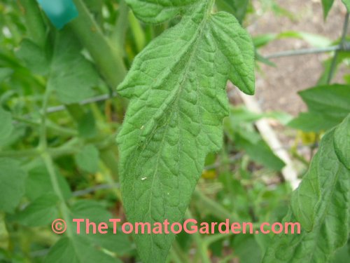 Thessaloniki tomato plant leaf